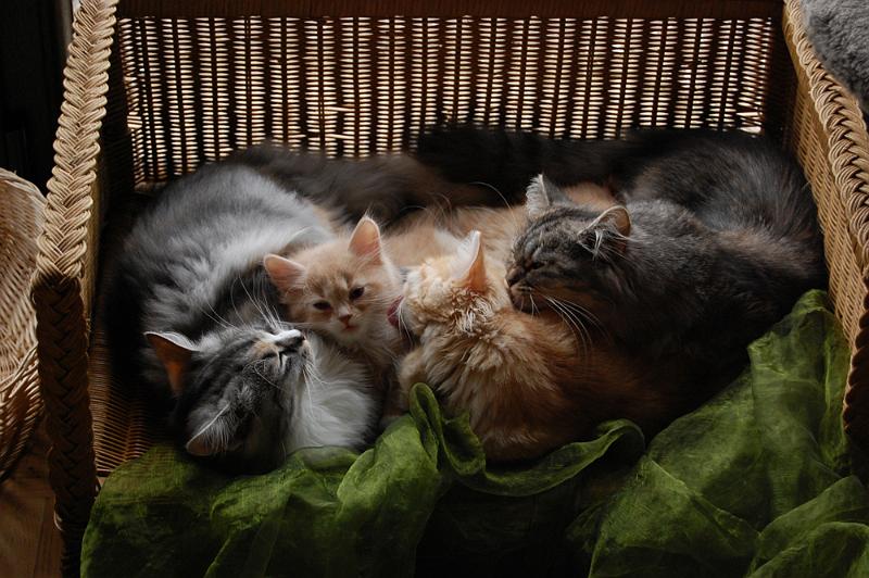 große Katzenwäsche.JPG